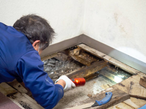 Best Mold Remediation Experts  in Coronado, CA