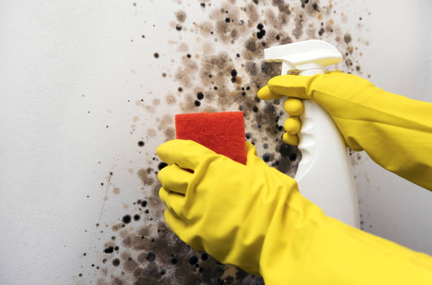 Best Crawl Space Mold Removal  in Coronado, CA