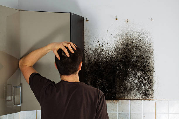 Best Certified Mold Removal  in Coronado, CA